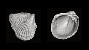 Anomalodonta and vanuxemia