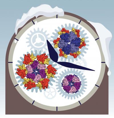 Operation of Ancient Biological Clock Uncovered by Making Time Stop