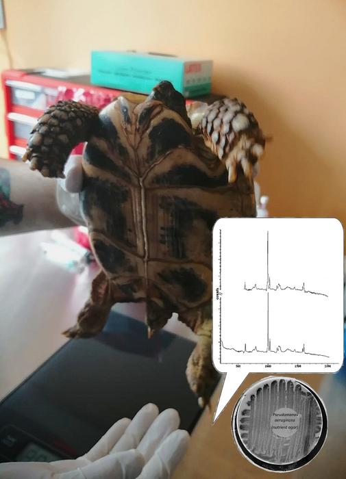 Sampling of biological materia [IMAGE] EurekAlert! Science News Releases