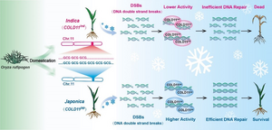 Schematic representation demonstrating domestication-selected COLD11 modules