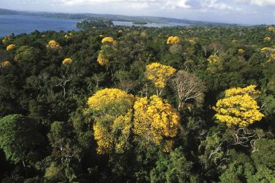 Forest Canopy from Barro Colorado Island, Panama