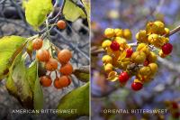 Native vs. Invasive Bittersweet Berries
