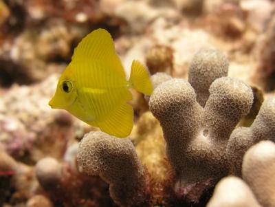 Yellow Tang