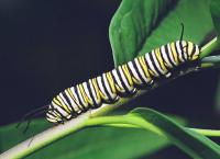 A Healthy Monarch Caterpillar