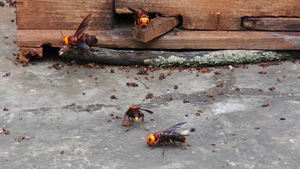 Hornets outside a honey bee colony