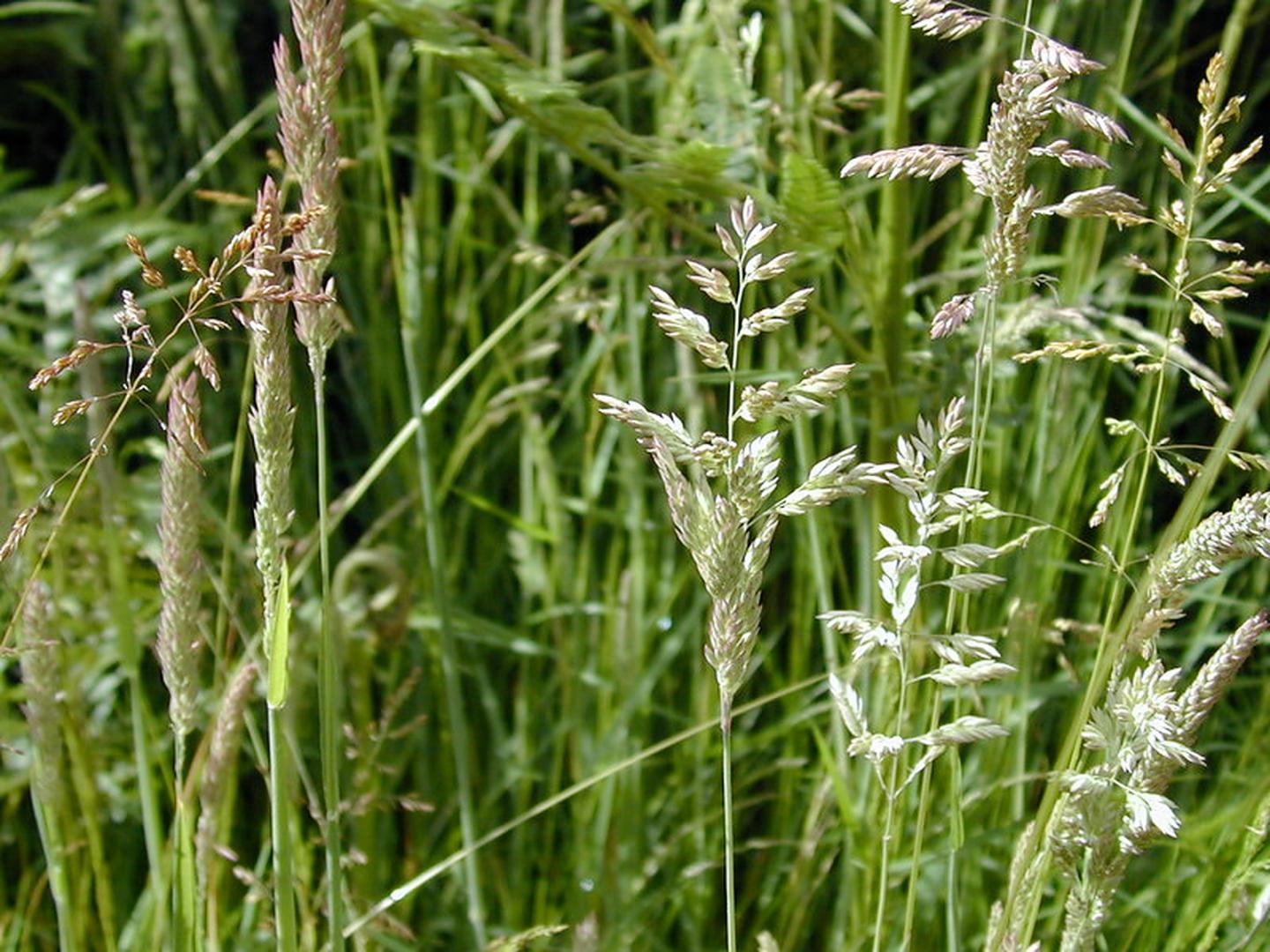 Gräser auf dem Versuchsfeld von Rothamsted Research. 