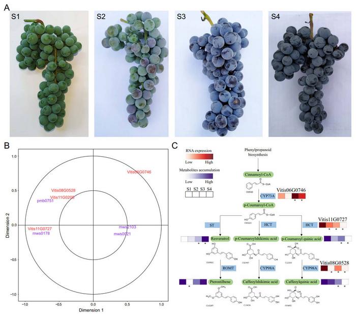 Multi-omics analysis of Va fruit at different stages.