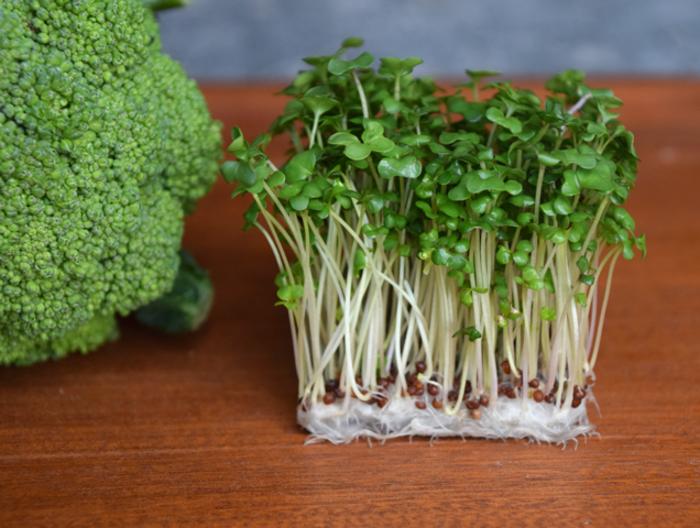 : Scientists investigated how germination impacts the polysulfide content and composition of broccoli sprouts