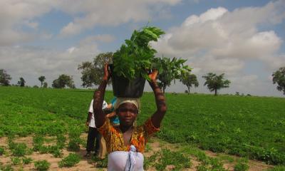 Carbon Forestation Project in Patako, Senegal.
