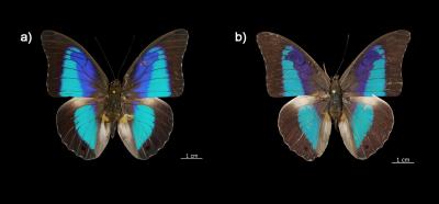 New Butterfly Species Identified in Yucatan Peninsula