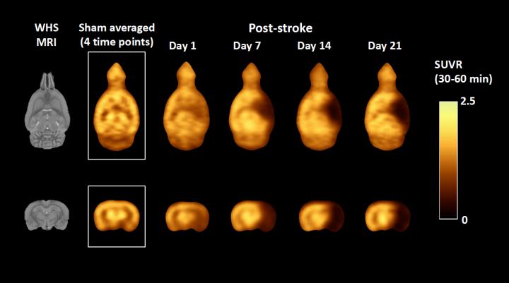 Average standardized uptake value ratio PET images of stroke rat model