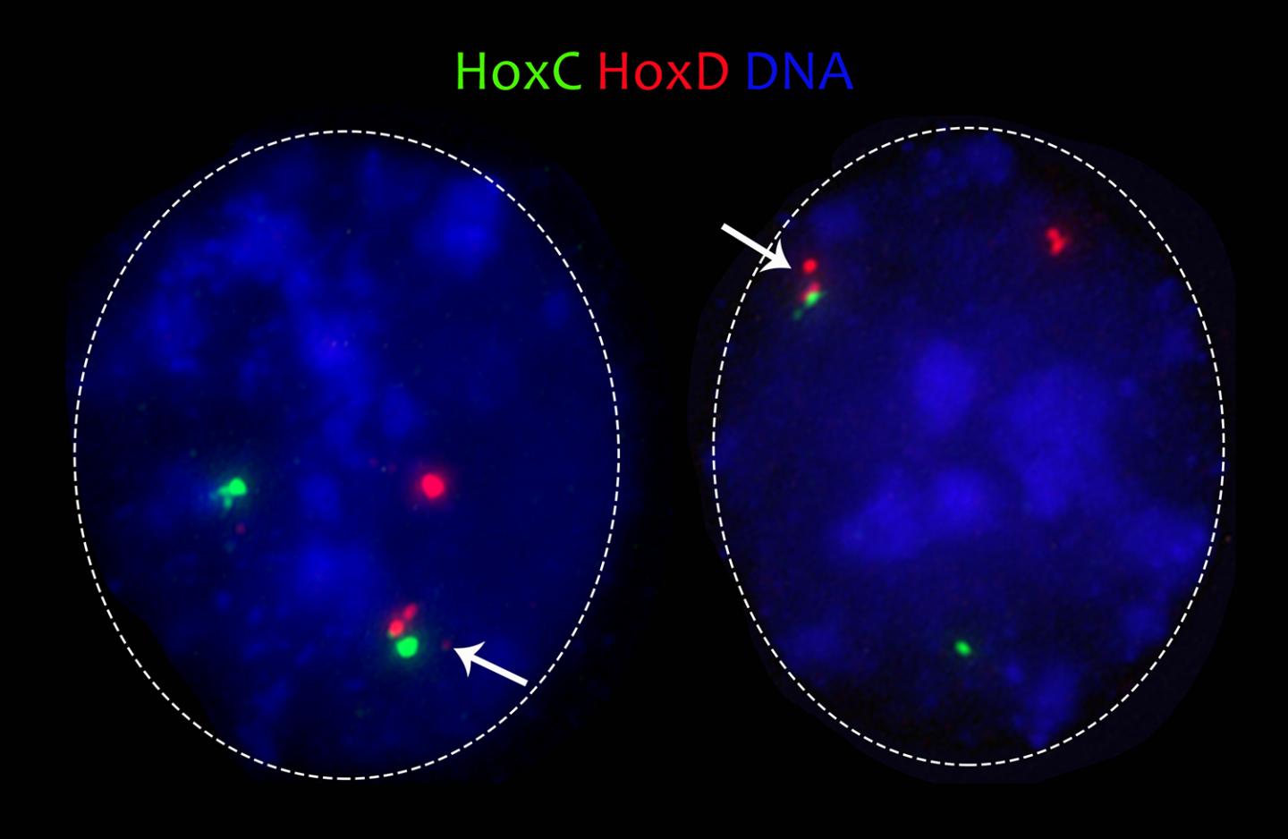 Mouse Embryonic Stem Cells