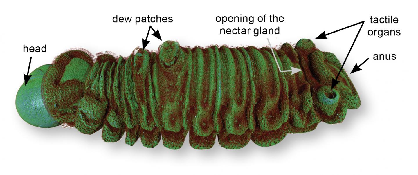 A False-Color MicroCT Reconstruction of the Lilac Silverline Caterpillar