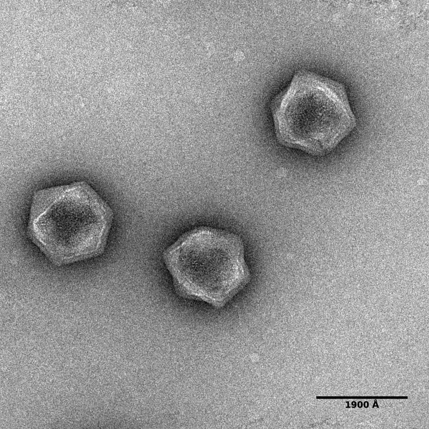 AaV Viral Particles