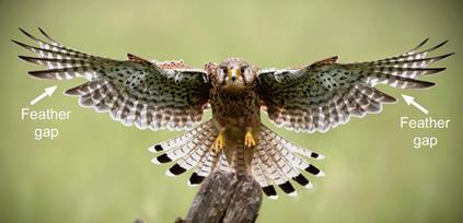 Predatory bird undergoing moulting