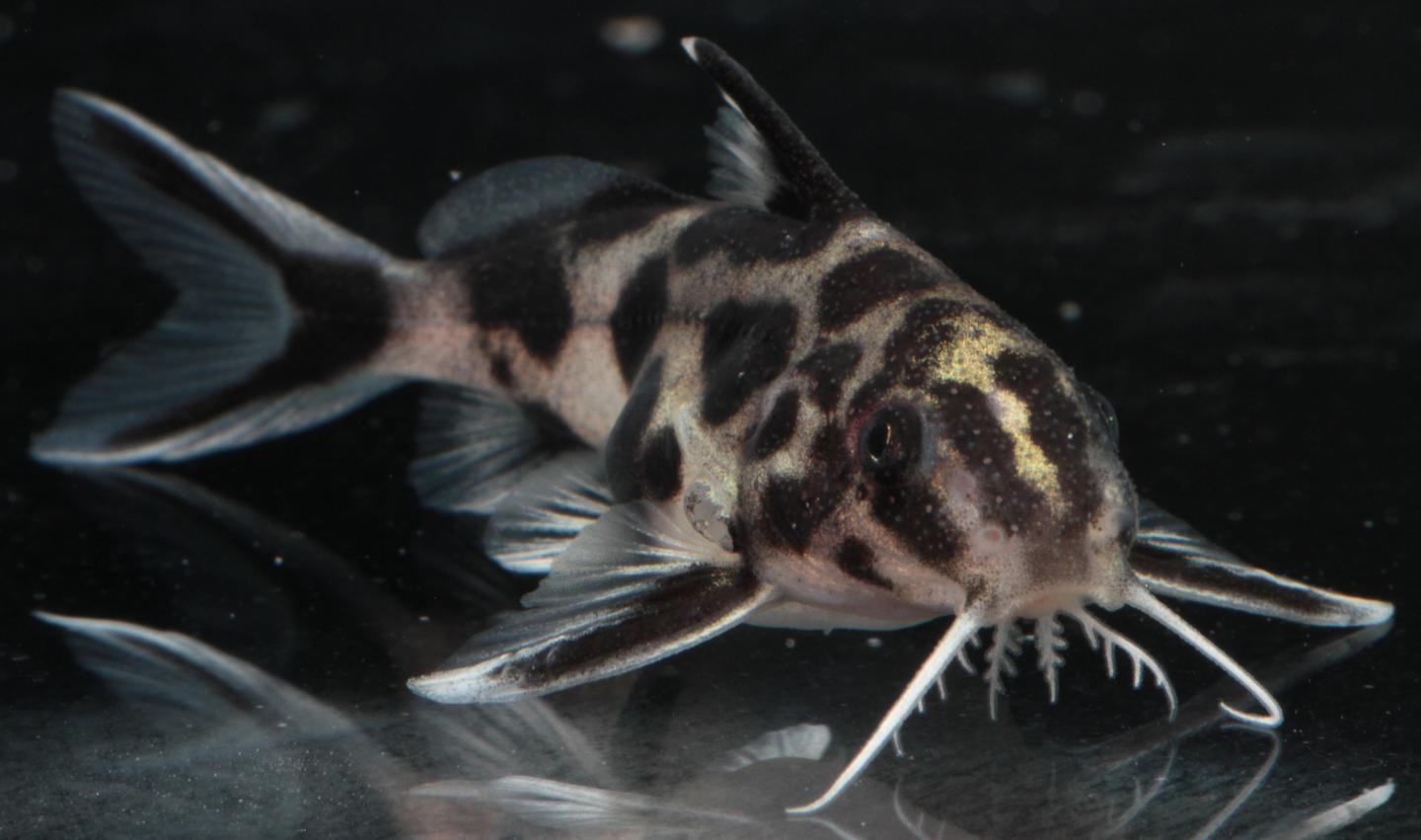 How Mouthbrooding Cichlid Fish Have Learned to Outwit Parasitic Cuckoo Catfish (5 of 8)