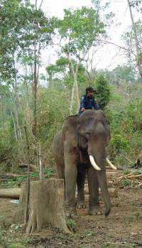 Asian Timber Elephants