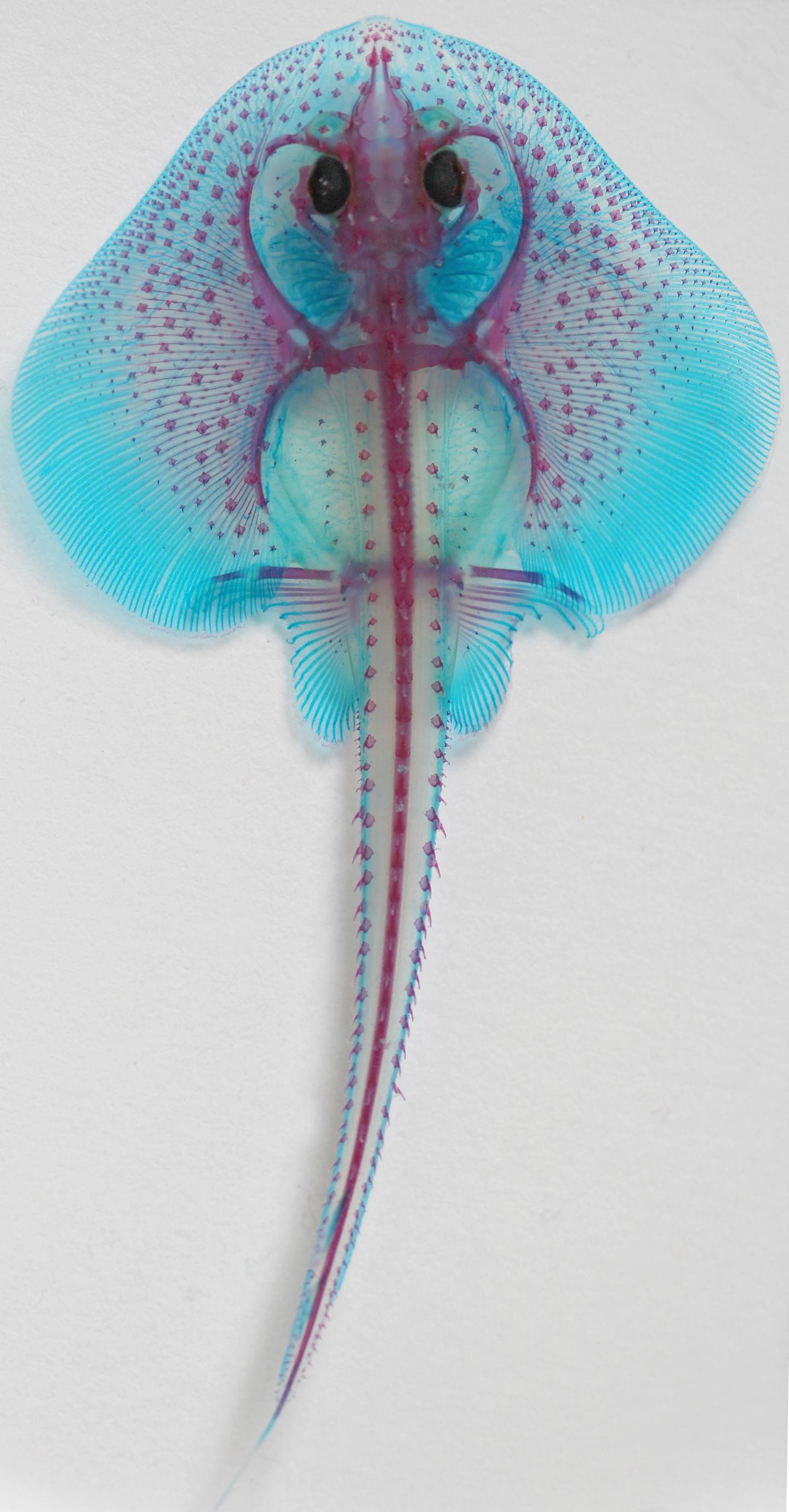 Late-Stage Skate Embryo