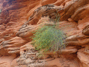 Rock daisy in Arches National Park