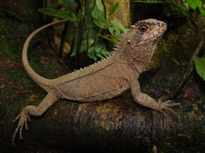 An adult female of Enyalioides feiruzae
