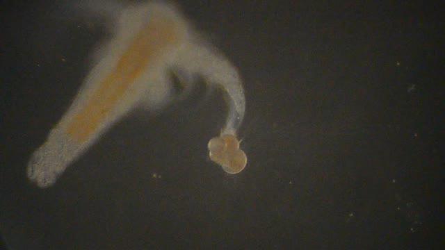Foraminifera Feeding