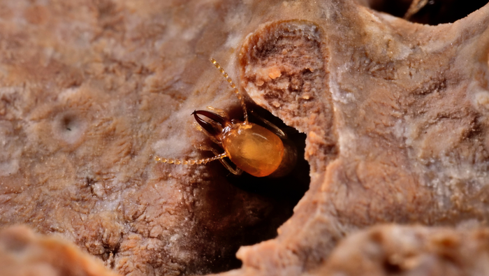 Asian subterranean termite
