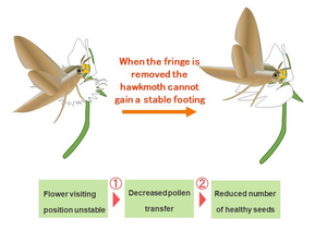 Figure 3: The adaptive significance of the white egret orchid’s fringe as proposed by this study