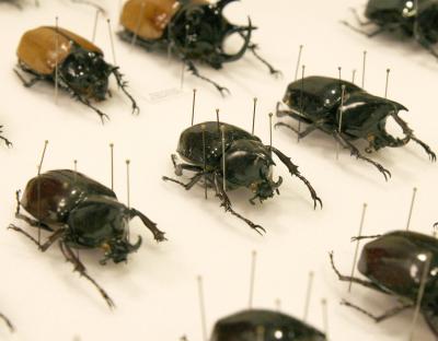 Onthophagus beetles