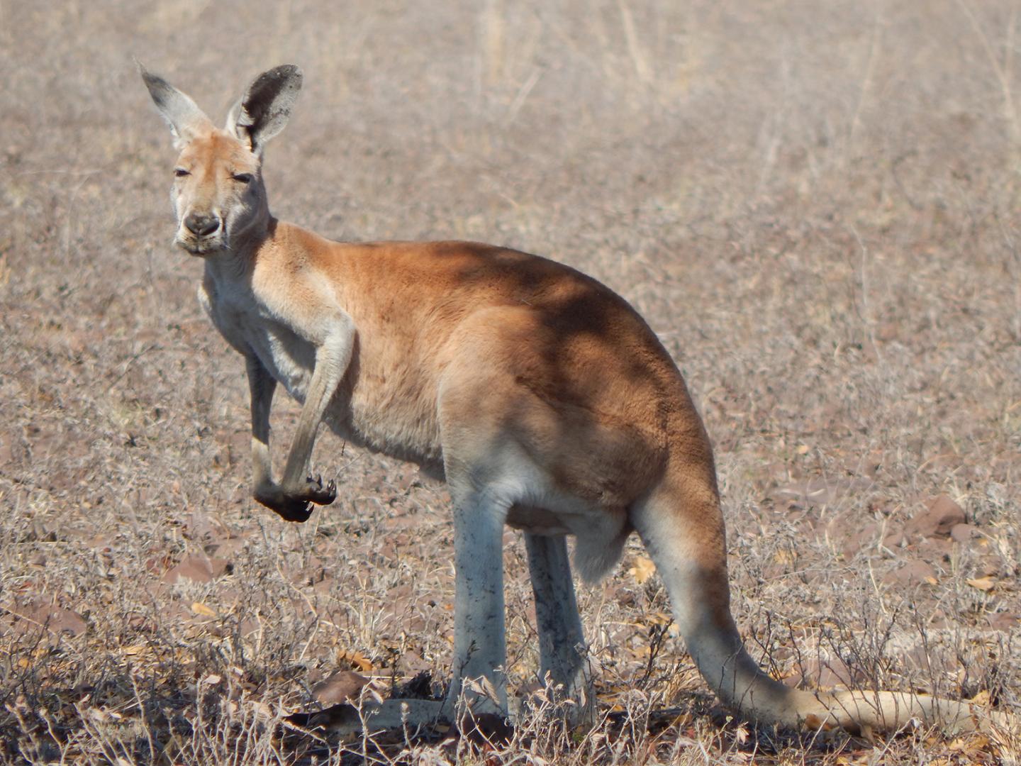 Red Kangaroo