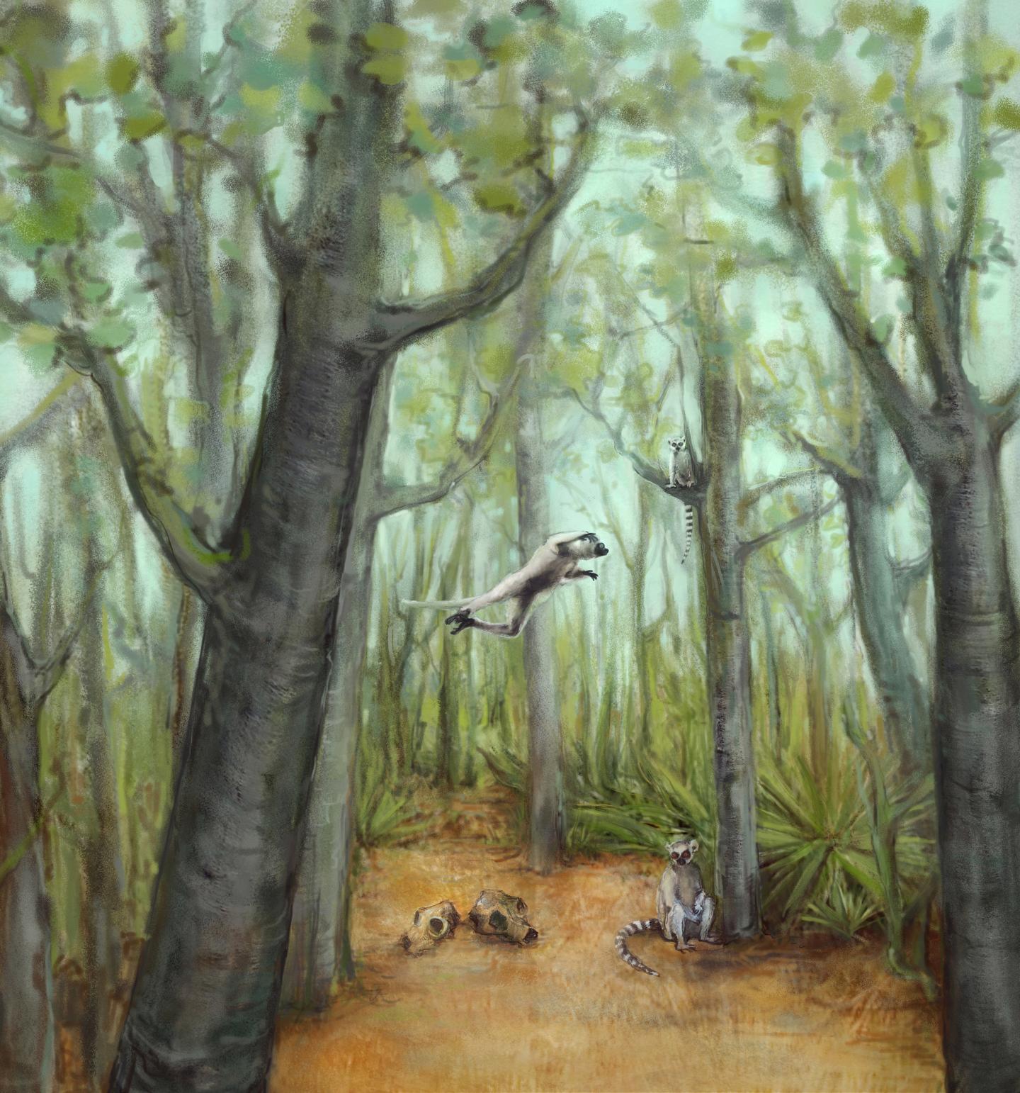 Lemurs with fossils