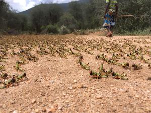 Locust outbreak