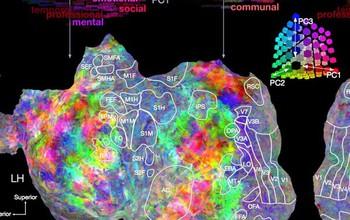 Scientists Map How the Brain Responds to Different Words