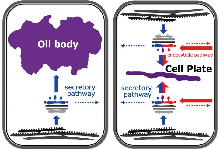 A common strategy for organelle acquisition during plant evolution
