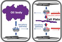 A common strategy for organelle acquisition during plant evolution