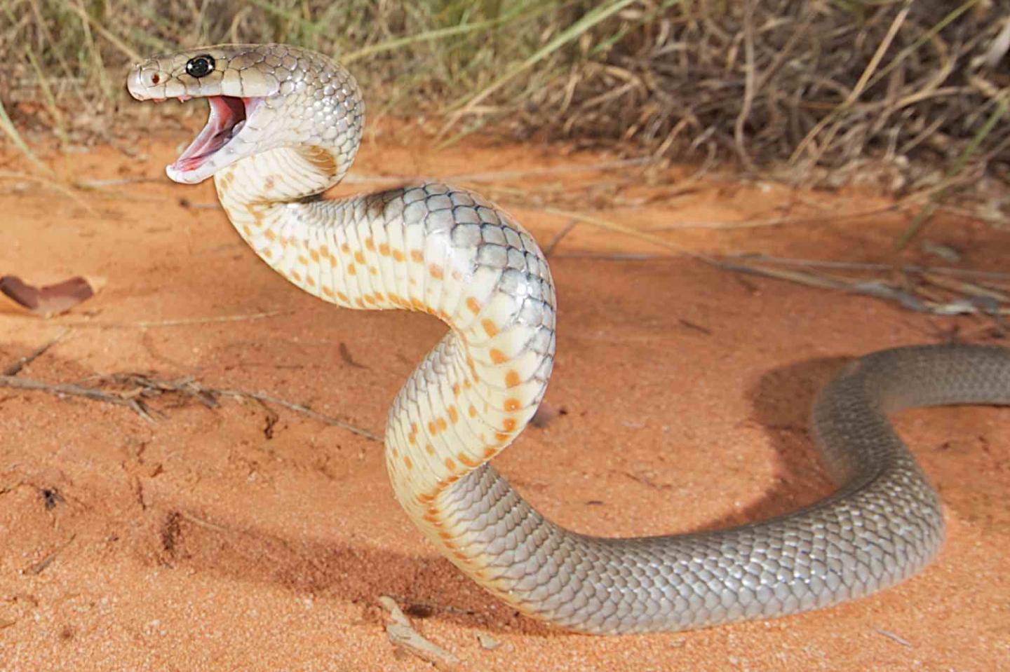 The eastern brown snake (<i>Pseudonaja textilis</i>)