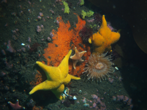 Marine benthic invertebrates from shallow areas in Deception Island, Antarctica