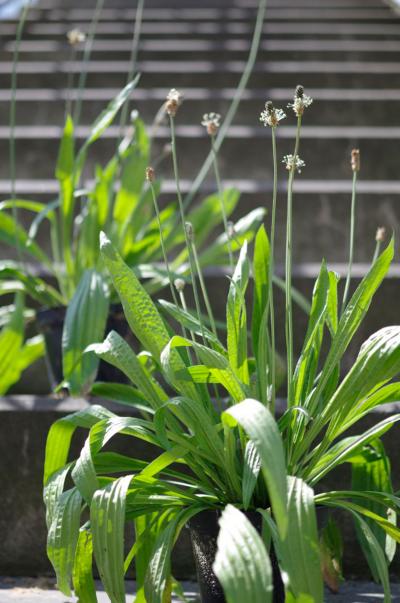 Ribwort Plantain