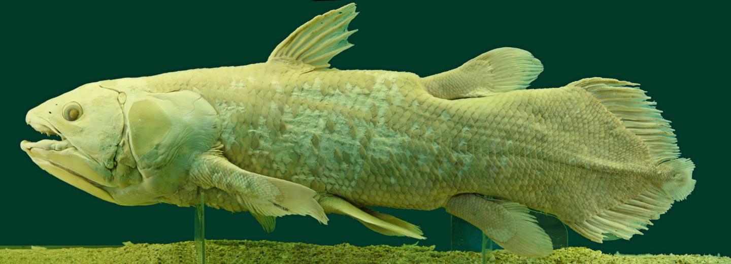 Not a living fossil: How the Coelacanth recen | EurekAlert!