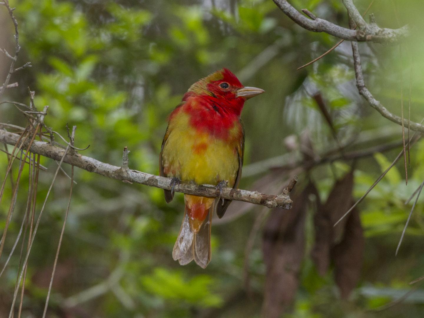 Summer Tanager