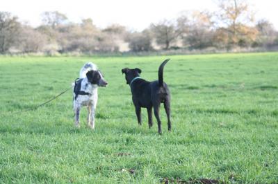 Dogs Know a Left-Sided Wag from a Right
