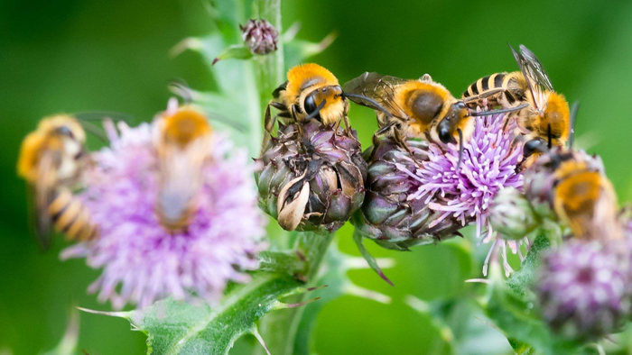 Ivy bees on thistle