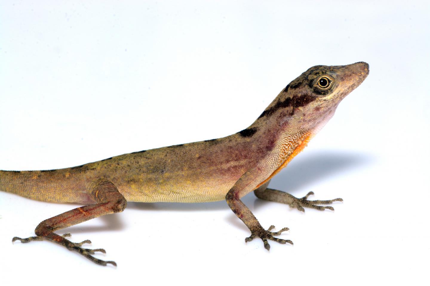  Lagartija anolis delgada