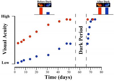 Vision Restored with Total Darkness