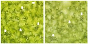 Images of stomata from Arabidopsis thaliana