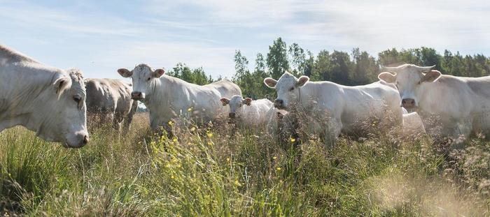 Charolais cattle on non-cultivated pasture.
