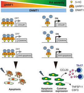 UHRF1 controls DNA methylation of synovial fibroblasts in RA patients.