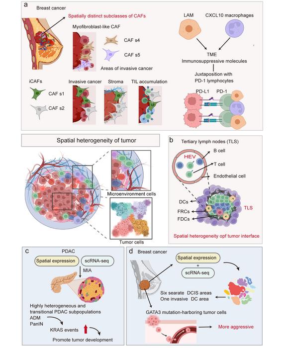 Spatial transcriptomics in development and disease