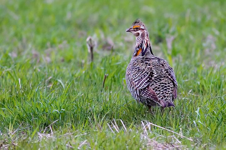 Greater Prairie Chickens in Illinois