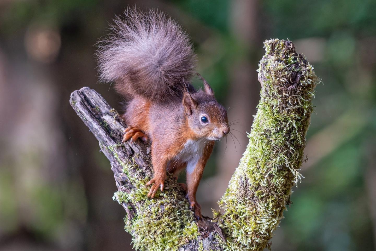 Red Squirrel