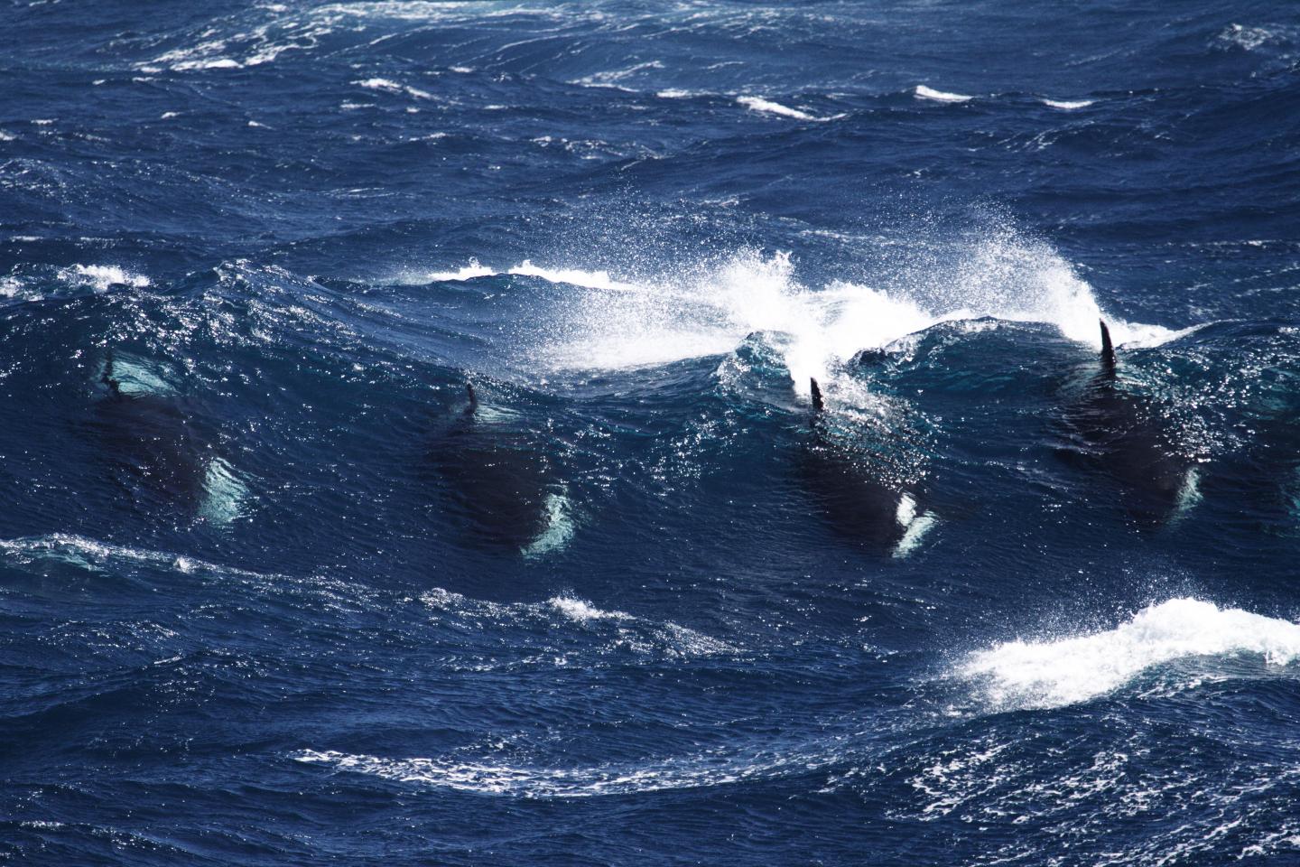 Group of Killer Whales